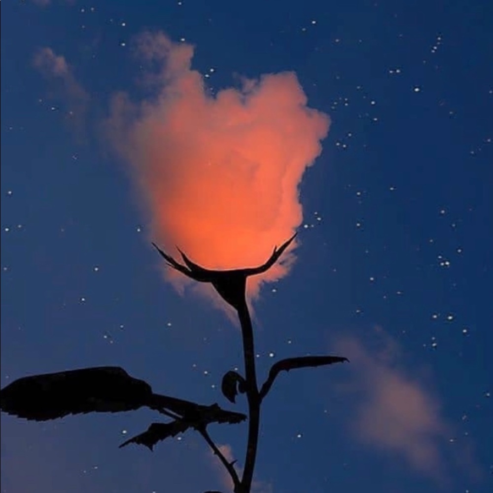 Meet your Posher, Rosie